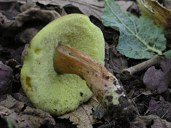 Due Xerocomus